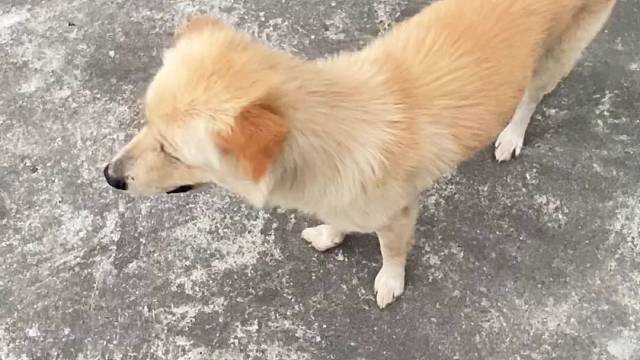 #不养狗永远不知道养狗的乐趣