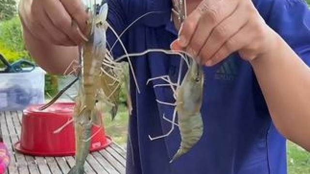 鲜活的罗氏虾，刺身会更美味