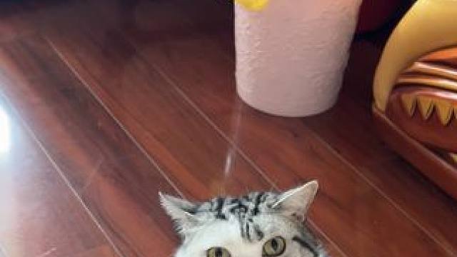 短毛猫应该很讨厌冷空气吧