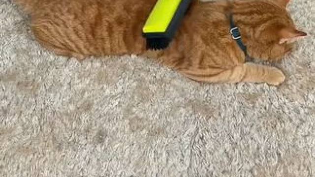 一款真正有效的宠物除毛剂！