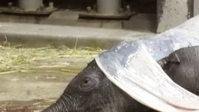 大象分娩，母爱伟大！