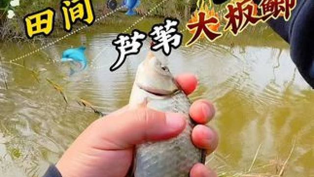 田间芦苇大板鲫