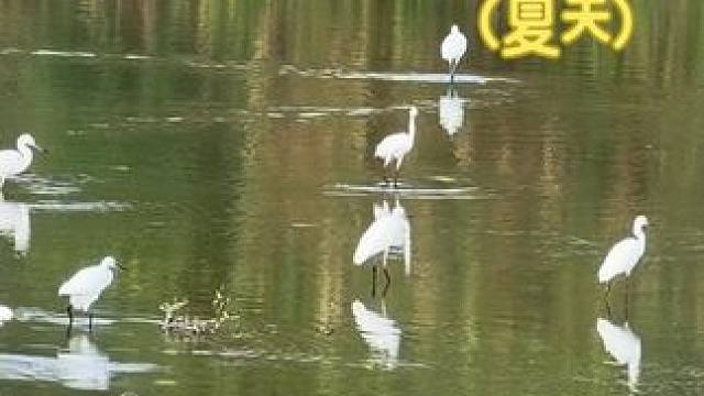 清远的环境也是越来越好了，白鹭也成群了