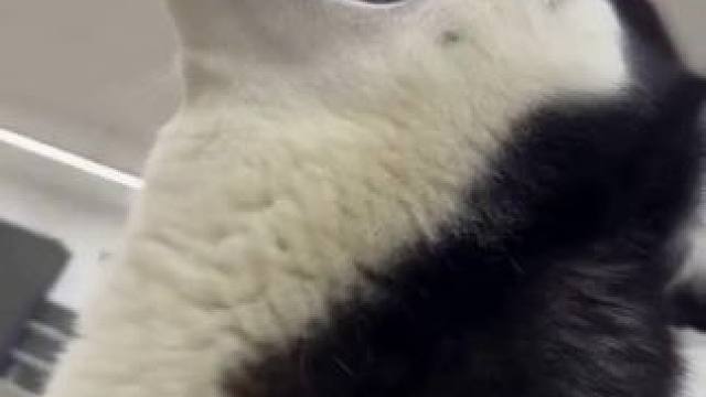 医生：没见过这么戏精的狗！我这还没扎呢