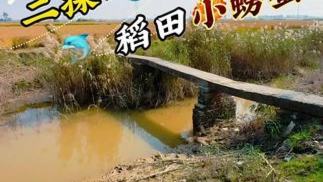 二探稻田小螃蟹