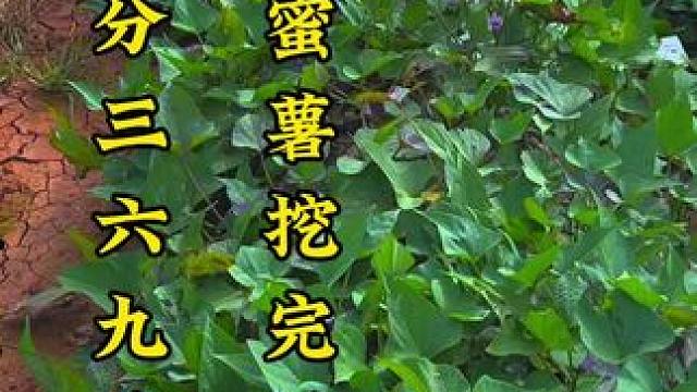 蜜薯也分三六九等的卖