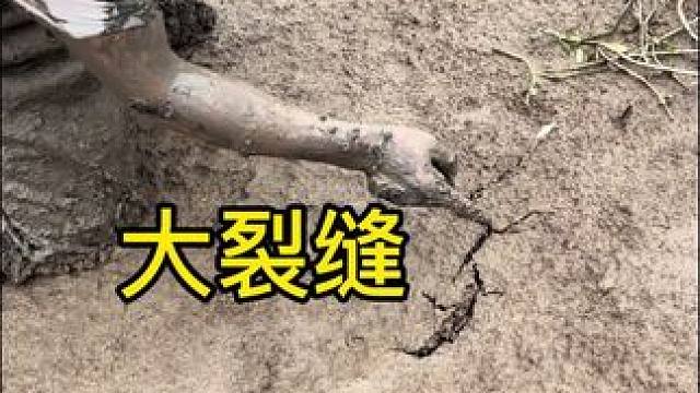 像裂缝一样的鳝鱼洞你们见过吗？你们猜猜这条有多大，在意料之外！！