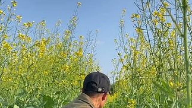 油菜花开了试试这样拍太美了吧