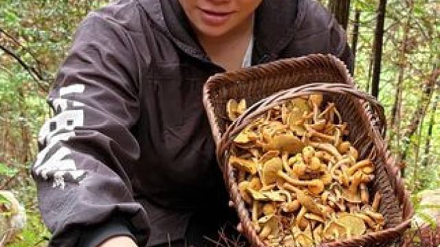 今天欧妹去山里摘了很多蘑菇