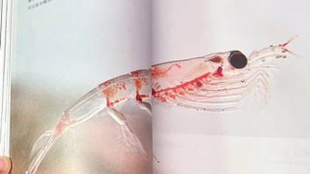 哇！一整本高清大图小自然纪录片 3岁就能看的自然百科全书！高清大图实拍，视觉冲击力堪比纪录片，真实还