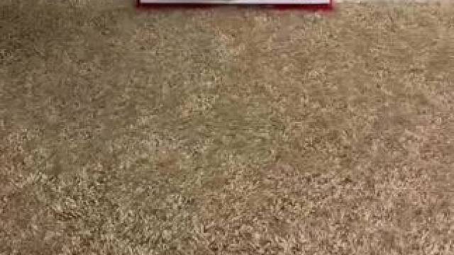 好吧，我真的对这把扫帚感到震惊 ...