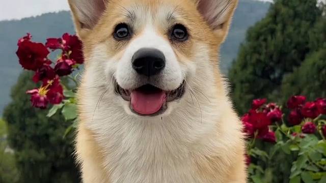 狗狗变身消防特效教程来了#百度AI视频模板