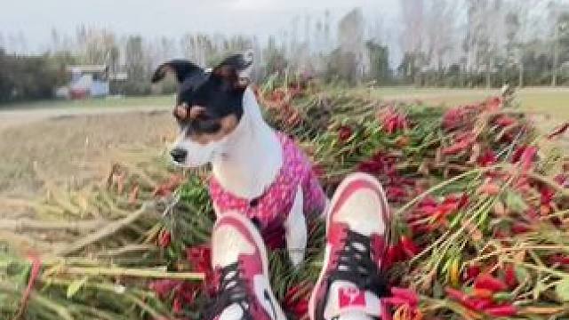 拐弯不减速 这地头，以后我得绕着走