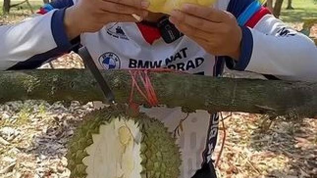 榴莲园里吃榴莲