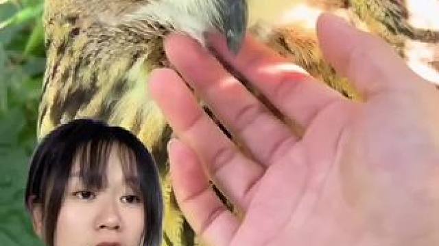 我们一起保护可爱的猫头鹰吧