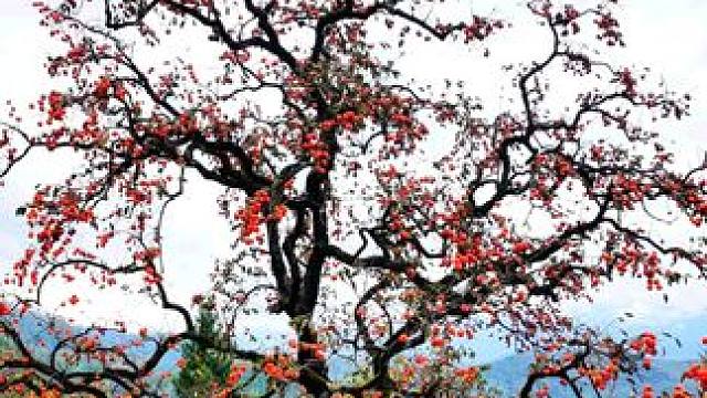 这个冬天祝你柿柿如意，开心快乐每一天！