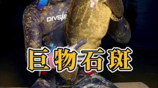 台风后水下寻宝，收获一条巨物石斑，直接上岸粉丝已经抢先预定了！ #