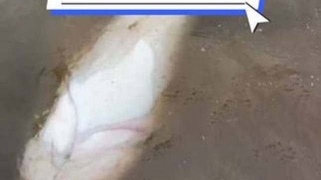 解锁大口鲶一枚。