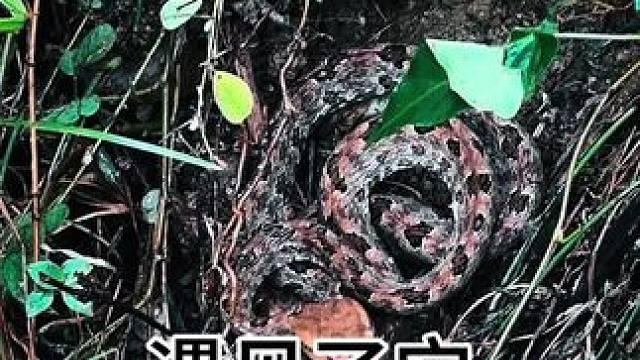 体验荒野求生遇见辣条