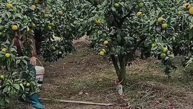 山卡卡里的农村大姐一部手机直播30天变现2000新人首播一个小工具直接拿去用轻松开播