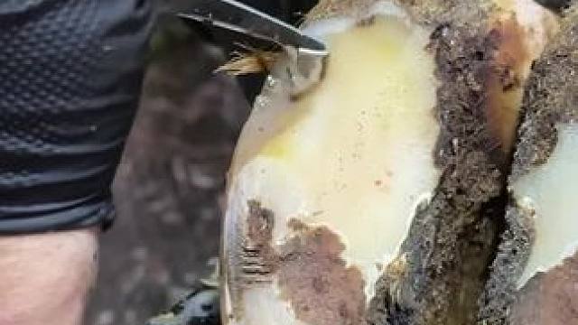 差点错过例行修剪的牛蹄，果然有病灶