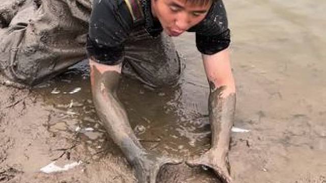 比头还大的洞你们没见过吧？你们猜猜这条究竟有多大？？