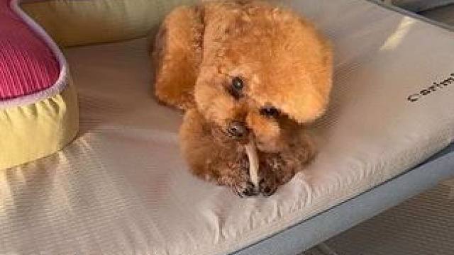 当我突然拿走小狗的零食…