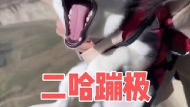 带二哈蹦极，傻狗全程鬼哭狼嚎惨叫连连，魂儿都吓没了
