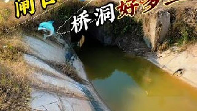 闸口桥洞好多鱼