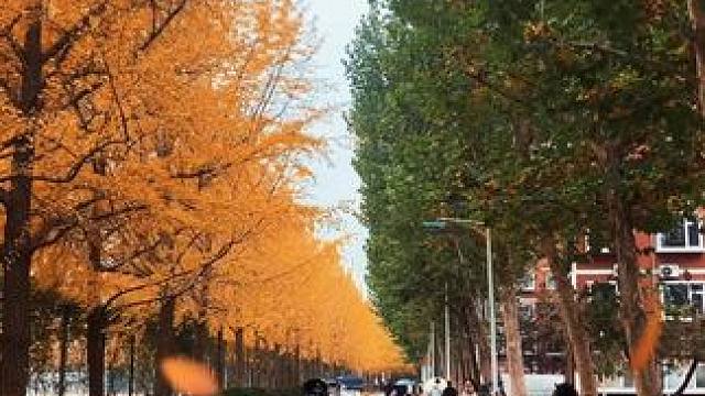 守住一半夏 追寻一半秋 捕捉黄黄绿绿的北师大