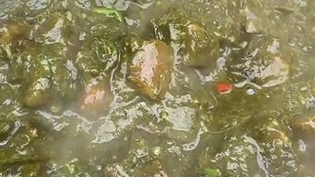 泰式牛瘪煮牛皮