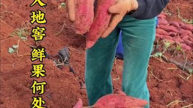 新鲜 谁与我争锋