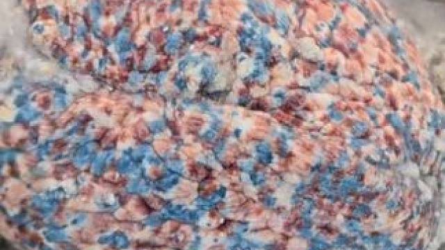 赶海收获一只大涡螺