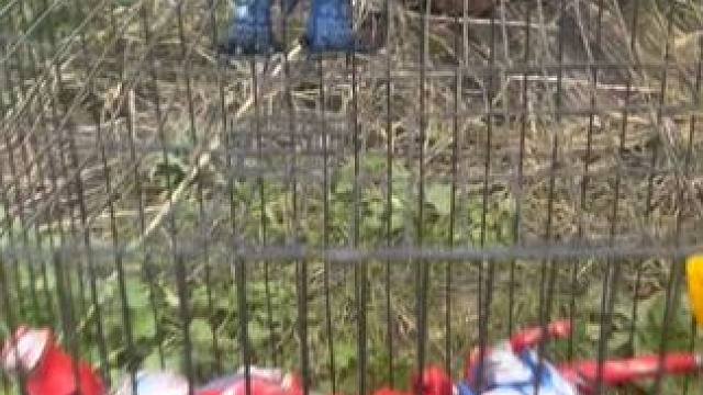 小朋友快看奥特曼这是怎么了