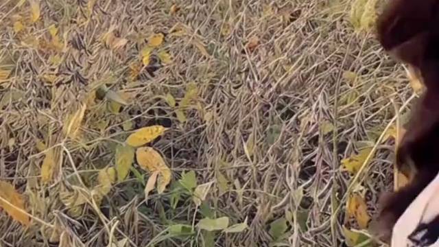 你把话筒放嘴边，放的太远听不见！