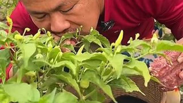 新鲜小辣椒️芭蕉叶酸猪肉