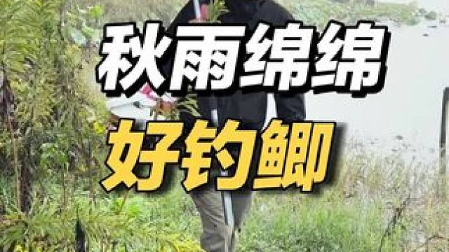 秋季无风的下雨天，正是钓大板鲫的大好天气啊！