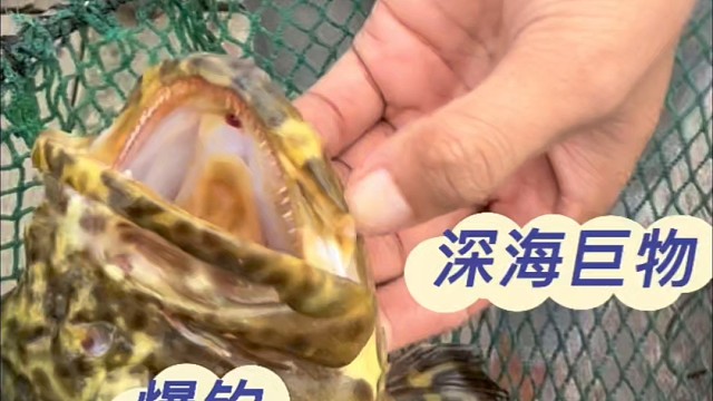 自家鱼塘钓巨货石斑鱼
#红烧石斑鱼#清蒸石斑鱼#户外#赶海#三农