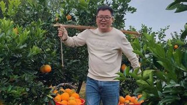 宜昌纽荷尔脐橙