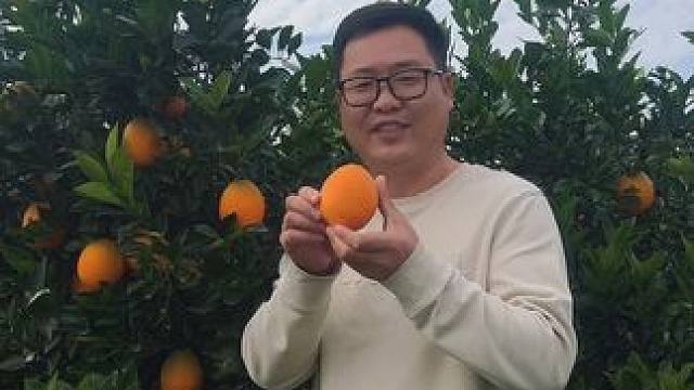 纽荷尔脐橙 现摘现发 第二天