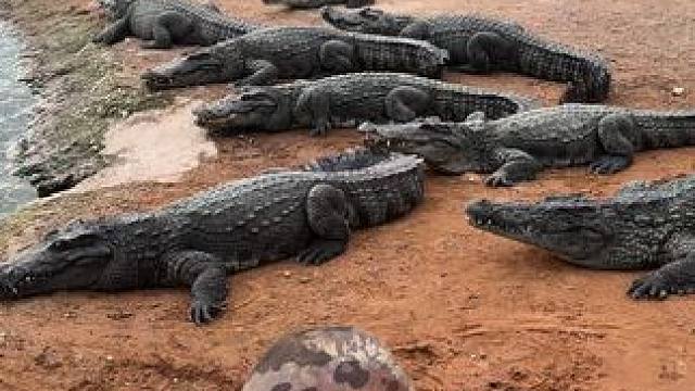 鳄鱼怕的不是我，而是我手上的东西