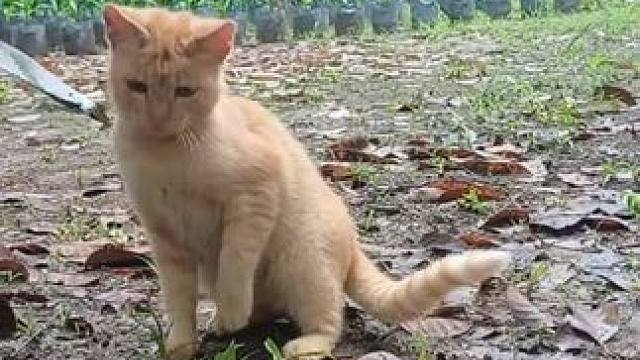 猫咪喜欢玩绳子