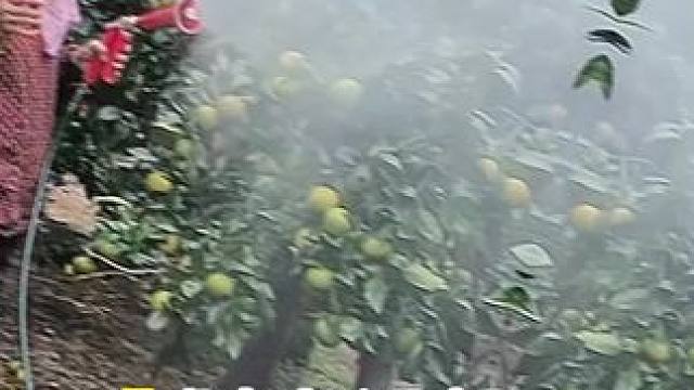 山卡卡里的农村大姐一部手机直播30天变现2000