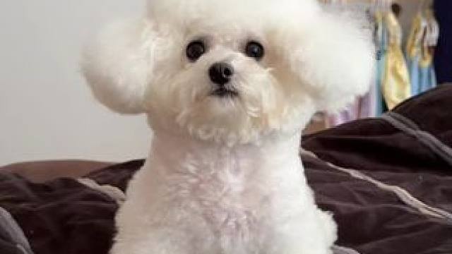 原来这就是报恩小狗呀