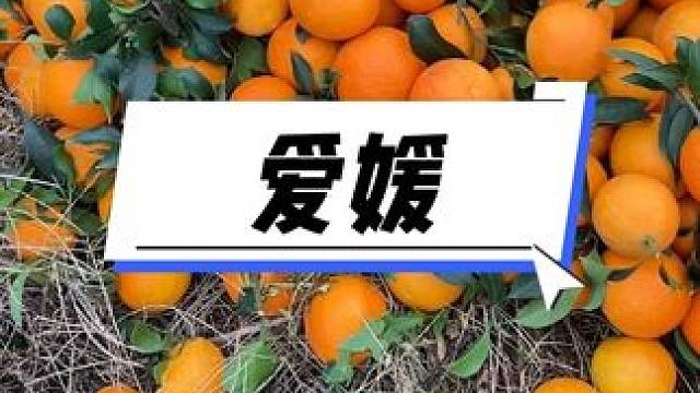 我想你说一句，爱媛冻橙就是好多C多漂亮，是暖了多少农民的心！