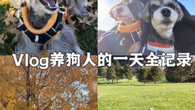 Vlog.321一人养俩狗的一天 又是赏秋的一天 太喜欢自己带俩狗幸福了