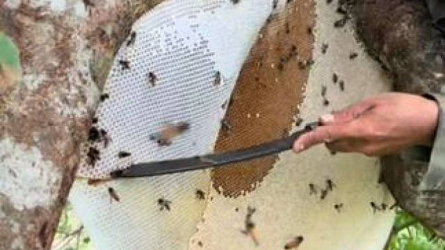 爬上大树采集野生蜂蜜