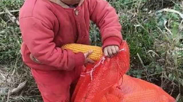 双双挺勤快的。