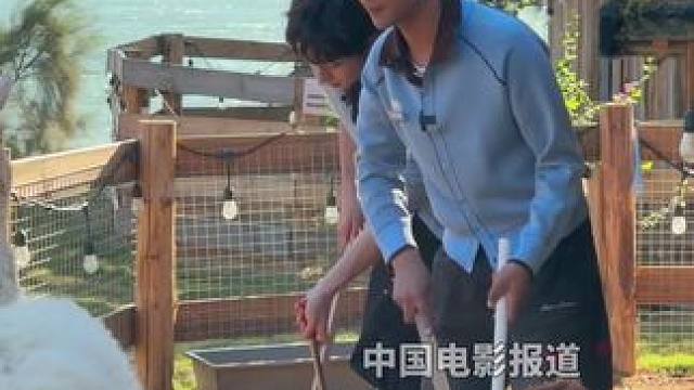 一大早起来打扫羊圈， 收获一枚羊驼粉