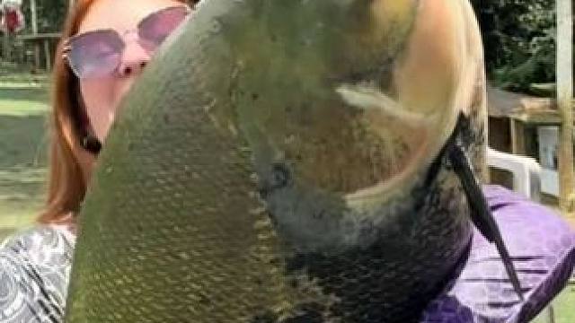 美女钓到了一条大盖巨脂鲤